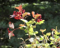 Viburnum opulus opulus