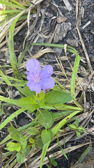 Ruellia caroliniensis