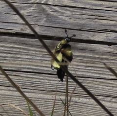 Nicrophorus tomentosus