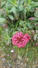 Centranthus