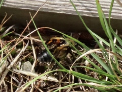 Nicrophorus tomentosus