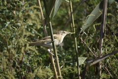 Acrocephalus arundinaceus