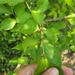 Lonicera