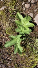 Heracleum sphondylium