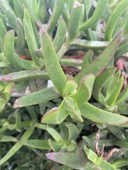Carpobrotus edulis