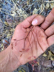 Erythrostemon gilliesii