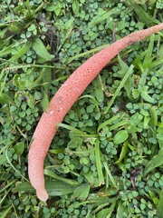 Phallus rubicundus