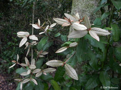 Aextoxicon punctatum