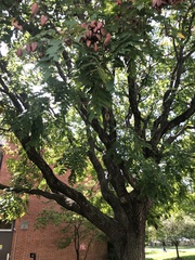 Koelreuteria paniculata