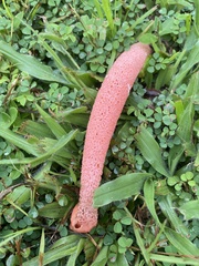 Phallus rubicundus
