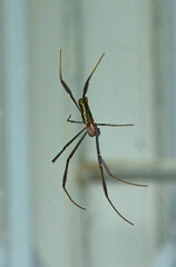 Trichonephila fenestrata