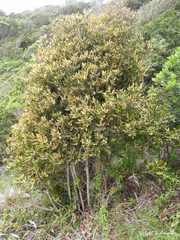 Aextoxicon punctatum