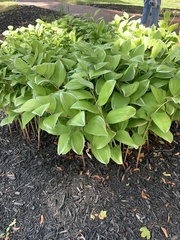 Asparagaceae