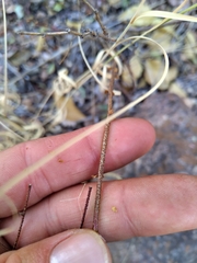 Erythrostemon gilliesii