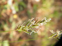 Anthoxanthum odoratum