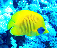Chaetodon semilarvatus
