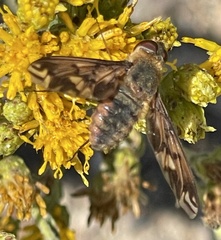 Poecilanthrax arethusa