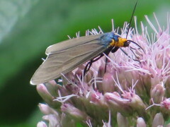 Ctenucha virginica