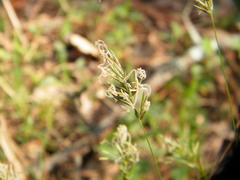 Anthoxanthum odoratum