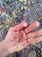 Erythrostemon gilliesii