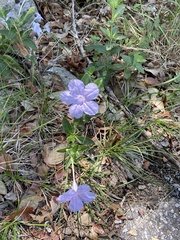 Ruellia humilis