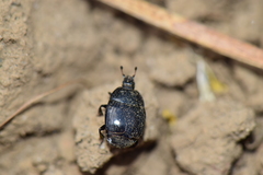 Histeridae