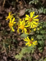 Jacobaea grandidentata