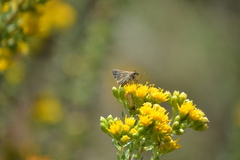 Panoquina errans
