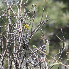 Setophaga townsendi × occidentalis