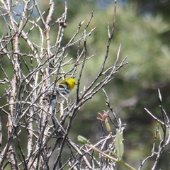Setophaga townsendi × occidentalis