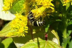 Ancistrocerus adiabatus