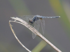 Diplacodes deminuta