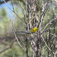 Setophaga townsendi × occidentalis