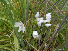 Allium neapolitanum