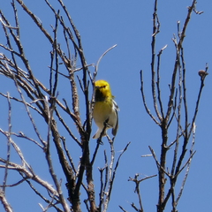 Setophaga townsendi × occidentalis