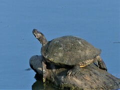 Pseudemys concinna concinna