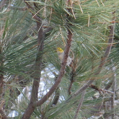 Setophaga occidentalis