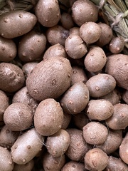 Dioscorea polystachya