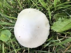 Agrocybe molesta