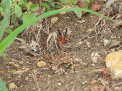 Polistes rubiginosus