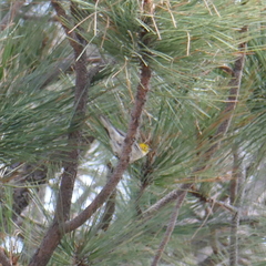 Setophaga occidentalis