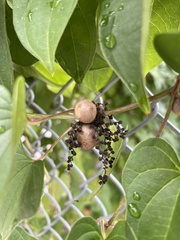 Dioscorea polystachya