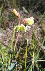 Pterygodium catholicum