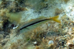 Mullus surmuletus