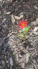 Portulaca umbraticola