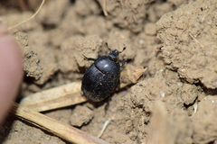 Histeridae