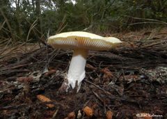 Amanita toxica