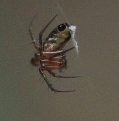 Araneidae