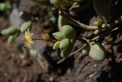 Monanthes laxiflora image