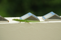 Anolis callainus